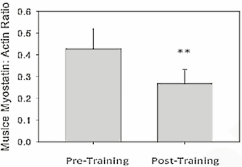 Laag-intensieve cardio remt myostatin