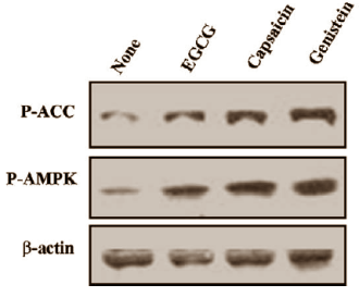 Genisteine, capsaicine en EGCG remmen vetcel via AMPK