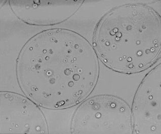 In het lab: doping met hormoonproducerende cellen