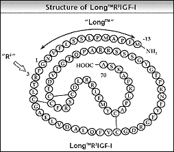 LR3-IGF-1