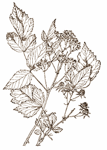 In dierproeven is Rubus coreanus een testosteronverhoger van heb-ik-jou-daar. Interessant voor bodybuilders, natuurlijk. Maar extracten van het Koreaanse familielid van onze framboos zijn volgens Koreaanse onderzoekers ook interessant voor duursporters. Ze verdrijven vermoeidheid en vergroten het uithoudingsvermogen. In dierstudies, tenminste.