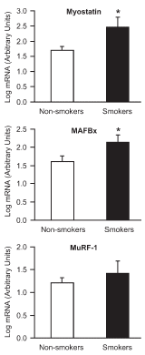 Het spierweefsel van rokers breekt sneller af dan het spierweefsel van niet-rokers. Dat ontdekten onderzoekers van het Copenhagen Muscle Research Centre toen die spiercellen uit de quadriceps van 8 rokers en 8 niet-rokers met elkaar vergeleken. Roken verhoogt de aanmaak van het spierafbrekende hormoon myostatin.
