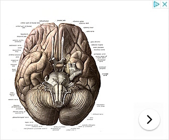 Cerebrogenics, breinversterkers & nootropica