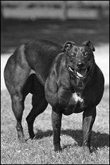 Myostatinloze monsterhond