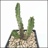 Russelioside-B, een afslanksteroid uit een Arabische cactus