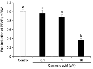 Carnosic acid, een potentieel afslankmedicijn uit rozemarijn