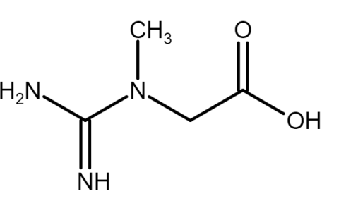 Astragin, een combinatie van Astragalus en Ginseng, verbetert de opname van creatine