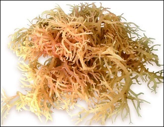 Eucheuma cottonii, een eetbare antioestrogene alg