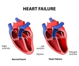 Dit trainingsschema draait de veroudering van het hart terug
