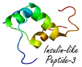 Insulin-like peptide-3, een onbekend testiculair anabool hormoon