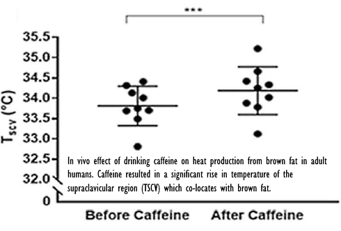 Na een kop koffie produceren je bruine vetcellen meer warmte