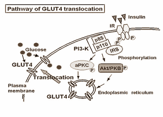 Sporters die whey-hydrolisaat gebruiken stimuleren de opname van glucose door hun spiercellen. Dat kun je afleiden uit een dierstudie die voedingswetenschappers van de University of Campinas in Brazili hebben gepubliceerd in PLoS ONE. Whey-hydrolisaat verhoogt de aanmaak van insuline niet, maar activeert in de spiercellen wel de glucosetransporter GLUT4.
