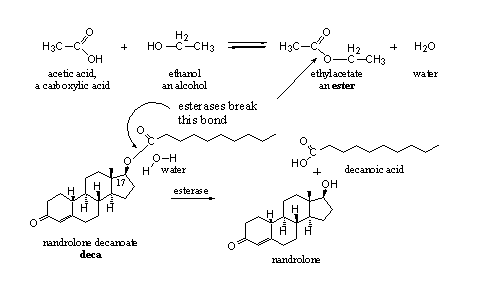 Nandrolone decanoate ester