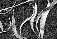 Salix matsudana