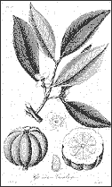 Garcinia cambogia