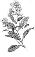 Kinabast