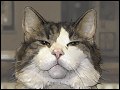 Oscar