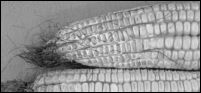 Fusarium graminearum