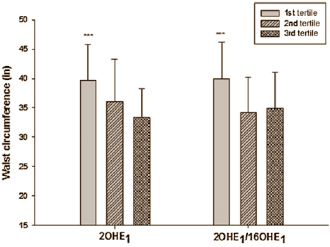 Slank en gespierd door 2-hydroxyestradiol