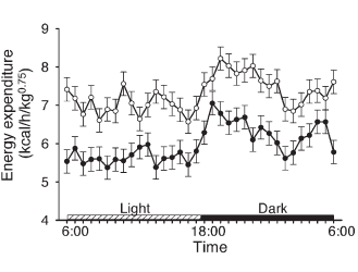 Alpha-Lipoic Acid heeft positief en negatief effect op lichaamssamenstelling