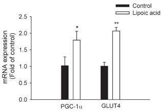 Alpha-Lipoic Acid heeft positief en negatief effect op lichaamssamenstelling