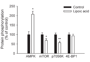 Alpha-Lipoic Acid heeft positief en negatief effect op lichaamssamenstelling