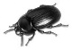 Alphitobius diaperinus