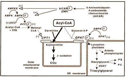 Genisteine, capsaicin en EGCG remmen vetcel via AMPK