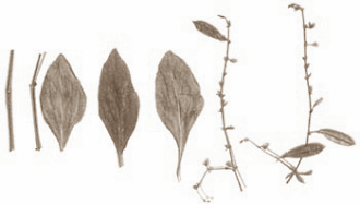 Het gecombineerde testosteron- en sildenafil-effect van Andrographis paniculata