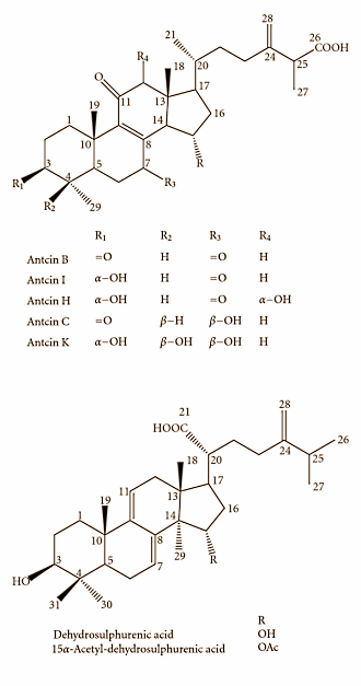 Antitumorpaddenstoel Antrodia camphorata heeft ergogene werking