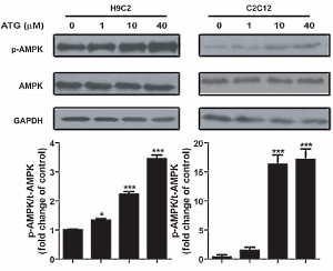 Arctigenin, de endurance drug in Arctium lappa