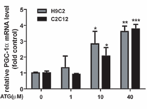 Arctigenin, de endurance drug in Arctium lappa