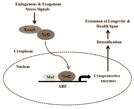 Als je deze webstek een beetje volgt, dan zal het je niet zijn ontgaan dat wij de resveratrolmetaboliet piceatannol ineens bar interessant zijn gaan vinden. Als je de reageerbuisstudies mag geloven, dan kan piceatannol de groei van vetweefsel afremmen en die van spierweefsel stimuleren, en bovendien de aanmaak van EPO verhogen. En volgens een in vitro-studie van onderzoekers van Seoul National University in Korea verhoogt piceatannol ook nog eens de aanmaak van heme oxygenase-1 [HO-1], een enzym dat de spieren van sporters beschermt tegen spierafbraak en spierpijn.