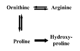 Wonden genezen sneller door arginine