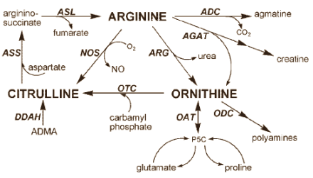 Ornithine haalt ammonia uit bloedbaan sporters