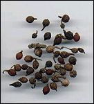 Gedroogde Ashantipepervruchten