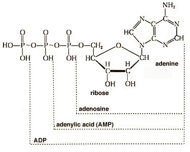 ATP