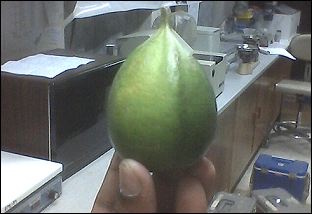 Biochemici zoeken naar anabole groeifactoren in bamboepeulen