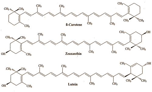 Luteïne versnelt verandering van luiaard in atleet