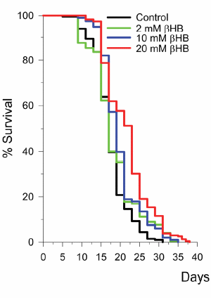 Veroudering vertragen door minder maaltijden per dag