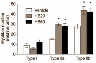 Dierstudie: de anabole werking van 28-homobrassinolide