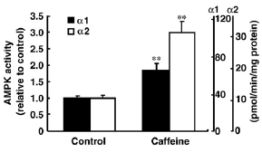 Hoe je creatine en cafeïne samen kunt gebruiken - en hoe niet