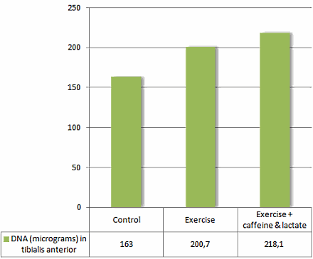 Supplement met melkzuur en cafeïne geeft sporters grotere spieren