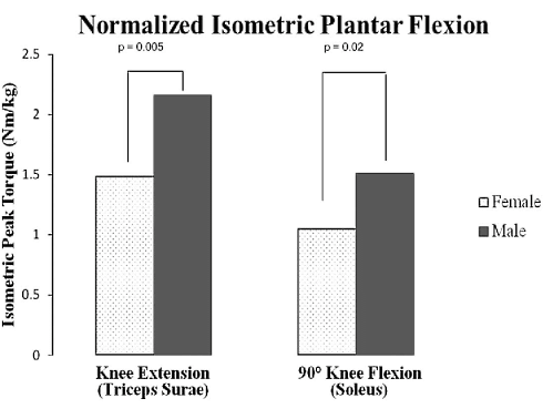 Vrouwen die al wat ouder zijn en valpartijen willen voorkomen doen er goed aan als ze in hun krachttraining de seated calf press opnemen. Dat meldt Nicole Chimera, een bewegingswetenschapper van Daemen College in de VS, in de Journal of Strength and Conditioning Research. Chimera ontdekte dat vrouwen vaker vallen dan mannen omdat hun kuitspier soleus is verzwakt.