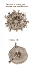 Eiwitdieet beschermt tegen kanker in dierstudie
