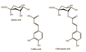 Suppletie met een extract van ongebrande koffiebonen - Green Coffee Bean Extract in supplementenjargon - kan dikke mensen op dieet helpen om kilo's extra kwijt te raken. Dat schrijven onderzoekers van de University of Scranton in een humane studie, die is gepubliceerd in Diabetes, Metabolic Syndrome and Obesity. Klinkt goed, maar honderd procent vertrouwen doen we de studie niet.