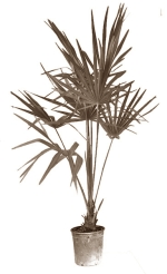 Bladeren van dwergpalm maken slank