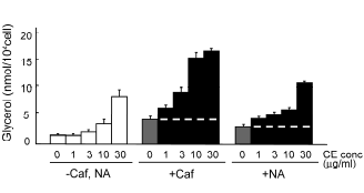 Extract van Japanse distel Cirsium oligophyllum versterkt afslankeffect cafeïne