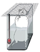 Dagje ouder? Koude douche beter voor je testosteronspiegel