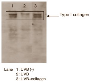 Dierstudie: gehydrolyseerd collageen houdt huid jong